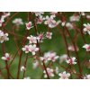 Lomikameň urbium - Saxifraga urbium