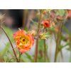 Geum Nonna