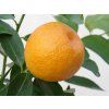 Mandarinka 'Marisol' (Balení kontejner C2)