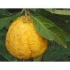 Citrus 'Ichang Lemon'