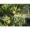 Citrus 'Ichang Lemon' (Balení kontejner C2)