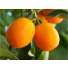 Kumquat ´Meiwa´