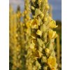 Divízna malokvetá - Verbascum thapsus