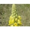 Divízna malokvetá - Verbascum thapsus