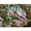 Hydrangea Euphoria Pink (1)