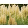 Pampová tráva 'Mini Gold Pampas' - Cortaderia selloana 'Mini Gold Pampas'