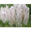 Pampová tráva 'Mini Silver Pampas' - Cortaderia selloana 'Mini Silver Pampas'