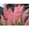 Pampová tráva 'Pink Feather' - Cortaderia selloana 'Pink Feather'