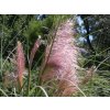 Pampová tráva ´Pink Feather´ - Cortaderia selloana ´Pink Feather´