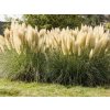 Pampová tráva 'Splendid Star' - Cortaderia selloana 'Splendid Star'