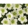 Lomikameň Arendsov 'Touran Large White' - Saxifraga x arendsii 'Touran Large White'
