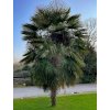 Trachycarpus Fortunei  Trachycarpus fortunei