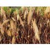 Pennisetum advena Rubrum