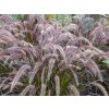 Perovec siatý 'Rubrum' - Pennisetum advena 'Rubrum'