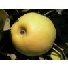Jabloň stĺpovitá ´Cactus´ - kontajner