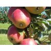 Jabloň stĺpovitá ´Acrobat´ - kontajner