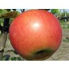 Jabloň stĺpovitá ´Koral´ - kontajner