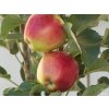 Jabloň stĺpovitá ´Ilma´-kontajner