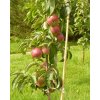 Jabloň stĺpovitá 'Inese' (Balenie prostokorenný stromček, Podpník M26)