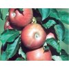 Jabloň stĺpovitá ´Pompink Ginover´- kontajner