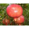 Granátové jablko 'Wonderfull' - kontajner