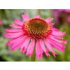 Echinacea DELICIOUS CANDY 'Noortdeli' PBR - Echinacea DELICIOUS CANDY 'Noortdeli' PBR