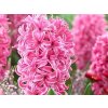 Hyacint 'Pink Pearl' (Balenie cibuľa 15/16 - 5 ks)
