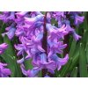 Hyacint 'Purple Star'