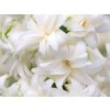 Hyacint 'Snow Crystal' (Balenie cibuľa 17/18 - 5 ks)