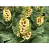 Divízna 'Dark Eyes' - Verbascum 'Dark Eyes'