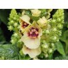 Divízna 'Dark Eyes' - Verbascum 'Dark Eyes'