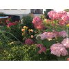 Hortenzia stromčekovitá 'Pink Annabelle'  Hydrangea arborescens 'Pink Annabelle'