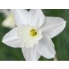 Narcis 'Tresamble'