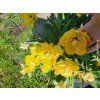 123404 tulipan akebono