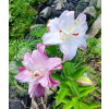 e67db04601112b44