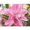 Ľalia 'Lotus Elegance'