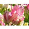 Tulipán 'Candy Club'