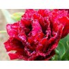 Tulipán 'Cranberry Thistle'