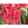 Amarylis 'Double Dream'