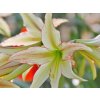 Amarylis 'Emerald'