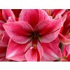 Amarylis 'Gervase'
