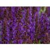 Salvia nemorosa 'Sensation Deep Blue'