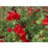 royal bumble