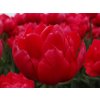 Tulipán 'Estatic'