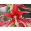 Amarylis 'Quito'