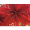 Amarylis 'Red Amazone'