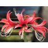 Amarylis 'Rose Cybister'
