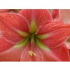 Amarylis 'Terracotta Star'
