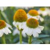 Echinacea 'Mooodz Glory' - Echinacea 'Mooodz Glory'