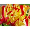 Tulipán 'Flaming Parrot'